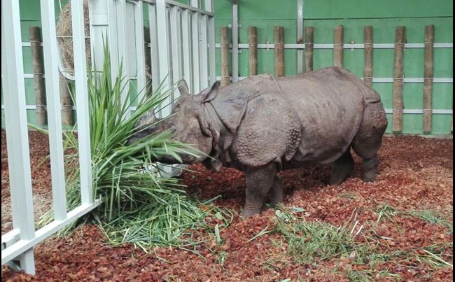 Rhino Bertus settling into his new home