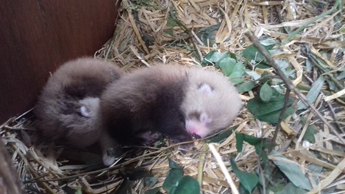 Red panda kit babies at Highland Wildlife Park. Photo by Una Richardson