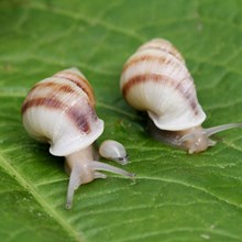 Three partula snails on a green leaf