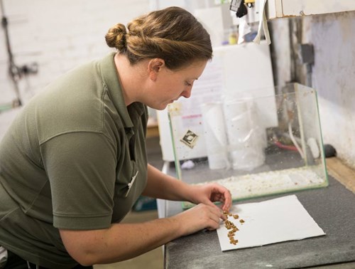 Zookeeper Amy preparing the partula snails at Edinburgh Zoo before their journey to Tahiti