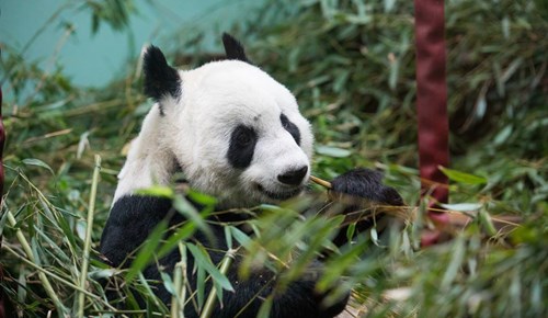 Giant panda Tian Tian eating bamboo at Edinburgh Zoo