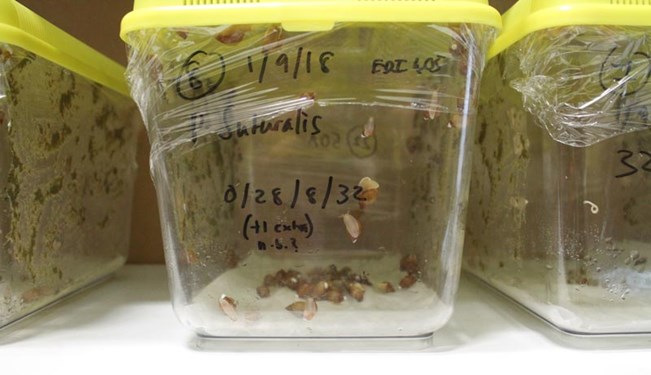 Partula snails Suturalis in tanks prior to release