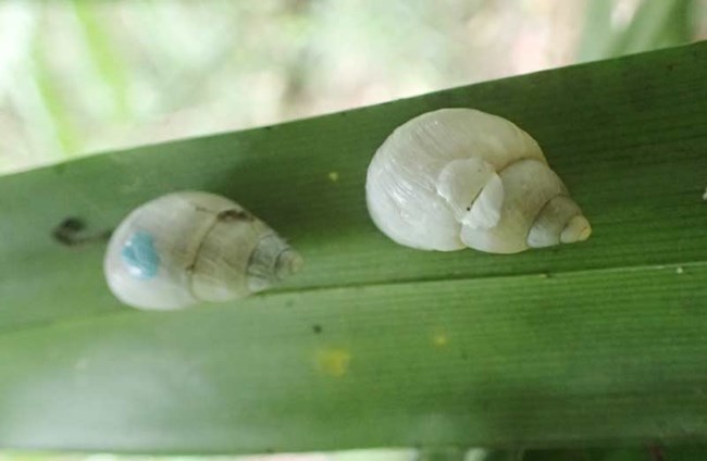 Partnula snails from 2017 and 2018 reintroductions meet