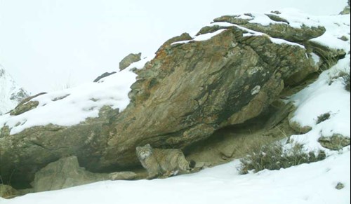 Pallas’s cat seeking shelter in the snowy mountains of Kyrgyzstan