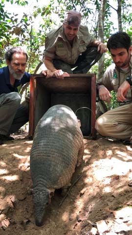 The Giant Armadillo Project team release a giant armadillo back into it's burrow