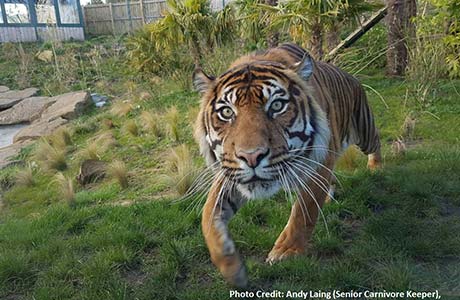Tiger Jambi at Edinburgh Zoo