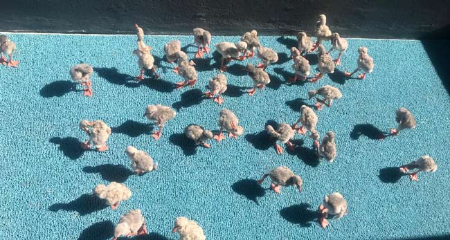 RZSS Edinburgh Zoo joins flamingo chick rescue efforts in South Africa