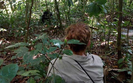 Observing wild chimpanzees in the Budongo Forest