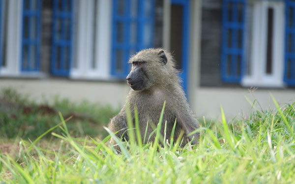 Baboon at the Budongo Conservation Field Station