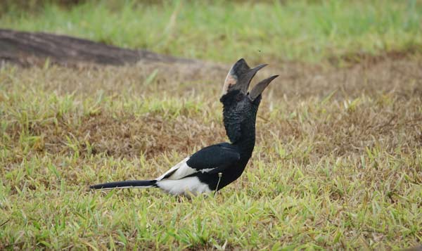 Hornbill at Budongo Conservation Field Station