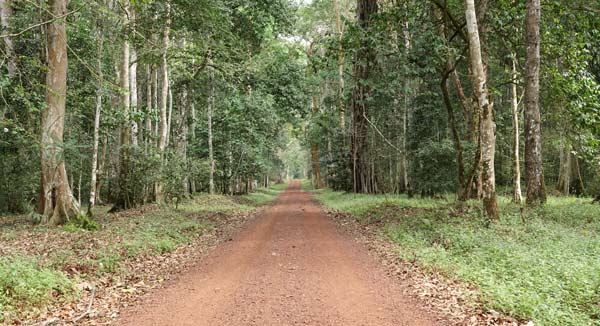 Royal Mile in the Budongo Forest