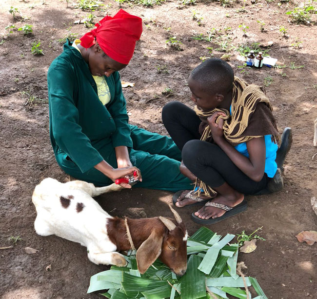Dr Caroline Asiimwe performs a livestock check for Budongo Conservation Field Station