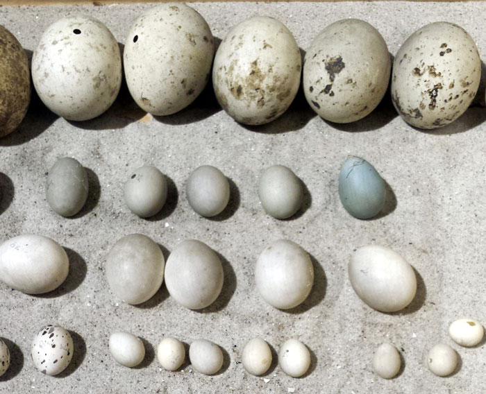 RZSS WildGenes are working on techniques to extract DNA from egg shells