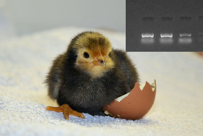 Chick hatching out of an egg and examples of the DNA