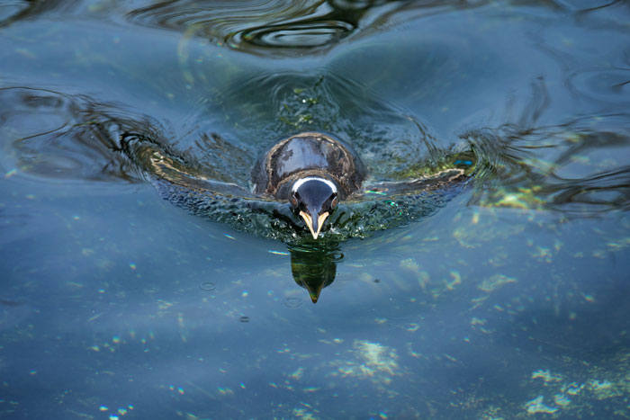 Penguin swimming at Edinburgh Zoo
