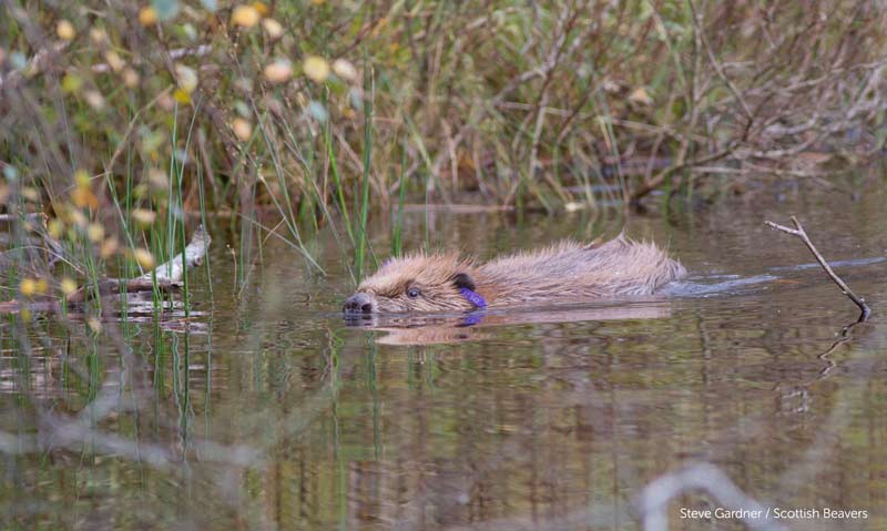 Beaver swimming in Knapdale Scotland