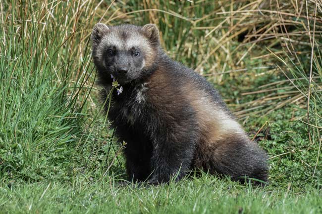 RZSS Highland Wildlife Park Wolverine kit - photo by Alyson Houston
