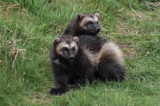 Wolverine kits playing - photo by Alyson Houston