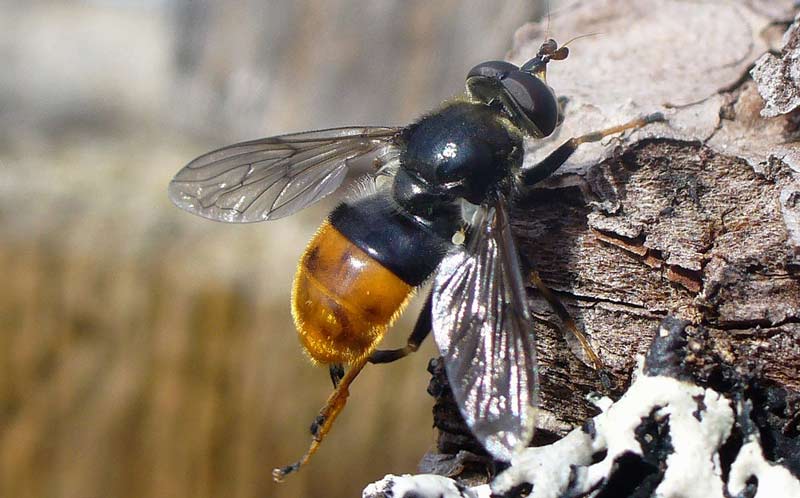 RZSS pine hoverfly breeding - adult resting on tree bark