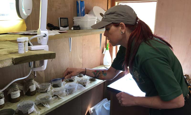 RZSS Highland Wildlife Park keeper, Vickie Larkin, checking the breeding pots for pine hoverfly larvae