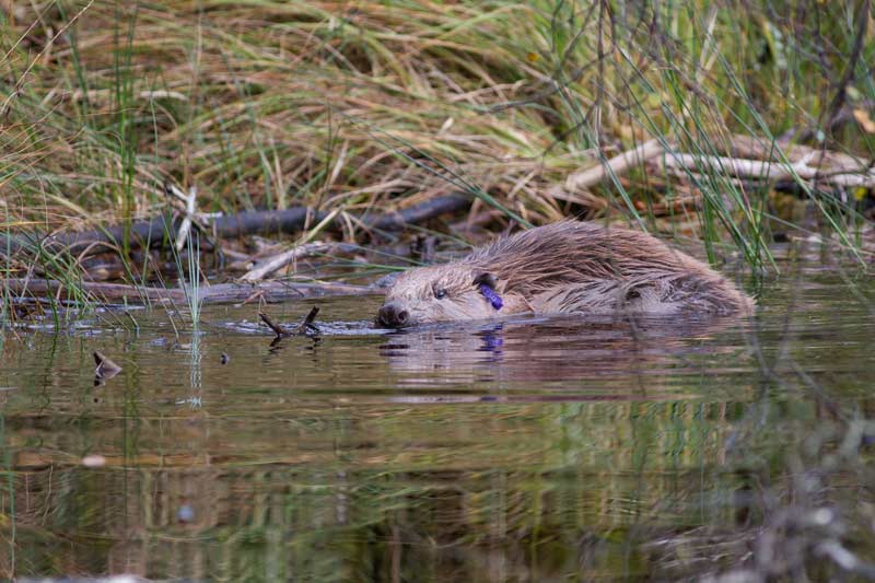 RZSS Scottish Beavers reintroductions - photo by Steve Gardner