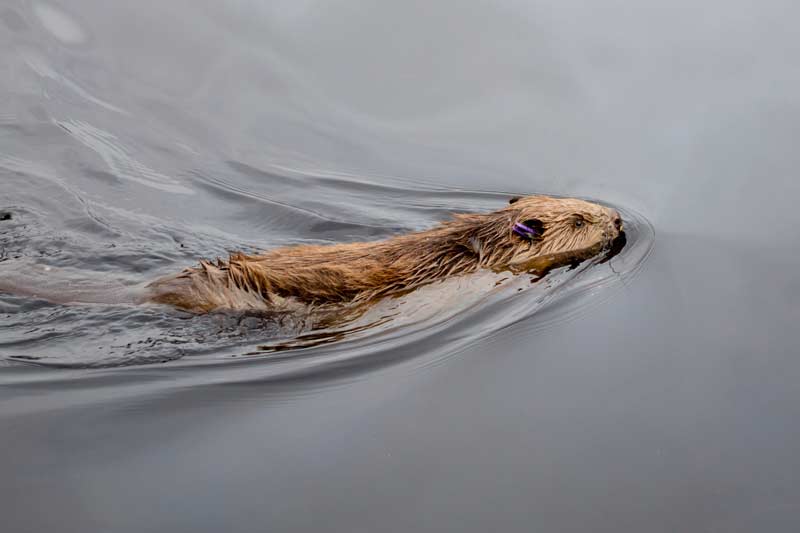 Scottish beaver swimming in Knapdale - photo by Steve Gardner