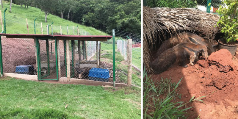 TamanduASAS giant anteater rehabilitation centre