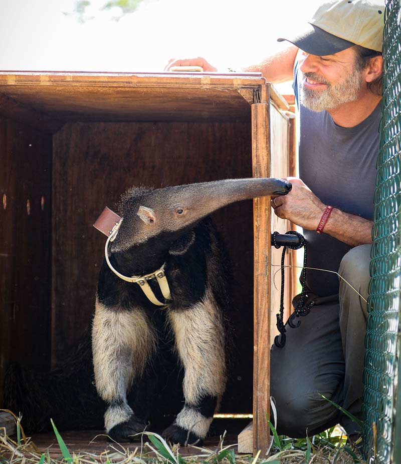 Arnaud Desbiez releasing young giant anteater Dumbo