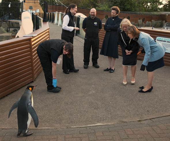 HRH The Princess Royal met the world’s only knighted penguin