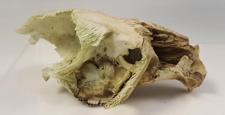 The suspected beaver skull collected from Knapdale