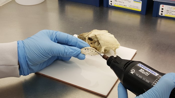 Using a specialized drill to collect bone shavings for DNA extraction