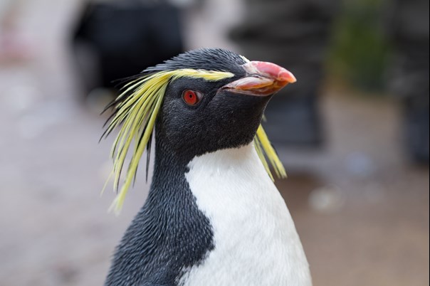 A northern rockhopper penguin, picture: RZSS
