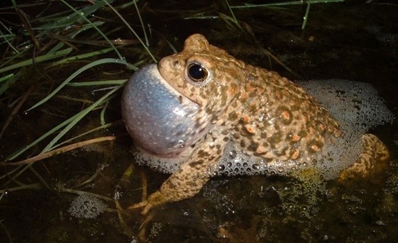 Natterjack toads are declining in the UK and RZSS needs genetic data to help conserve them.