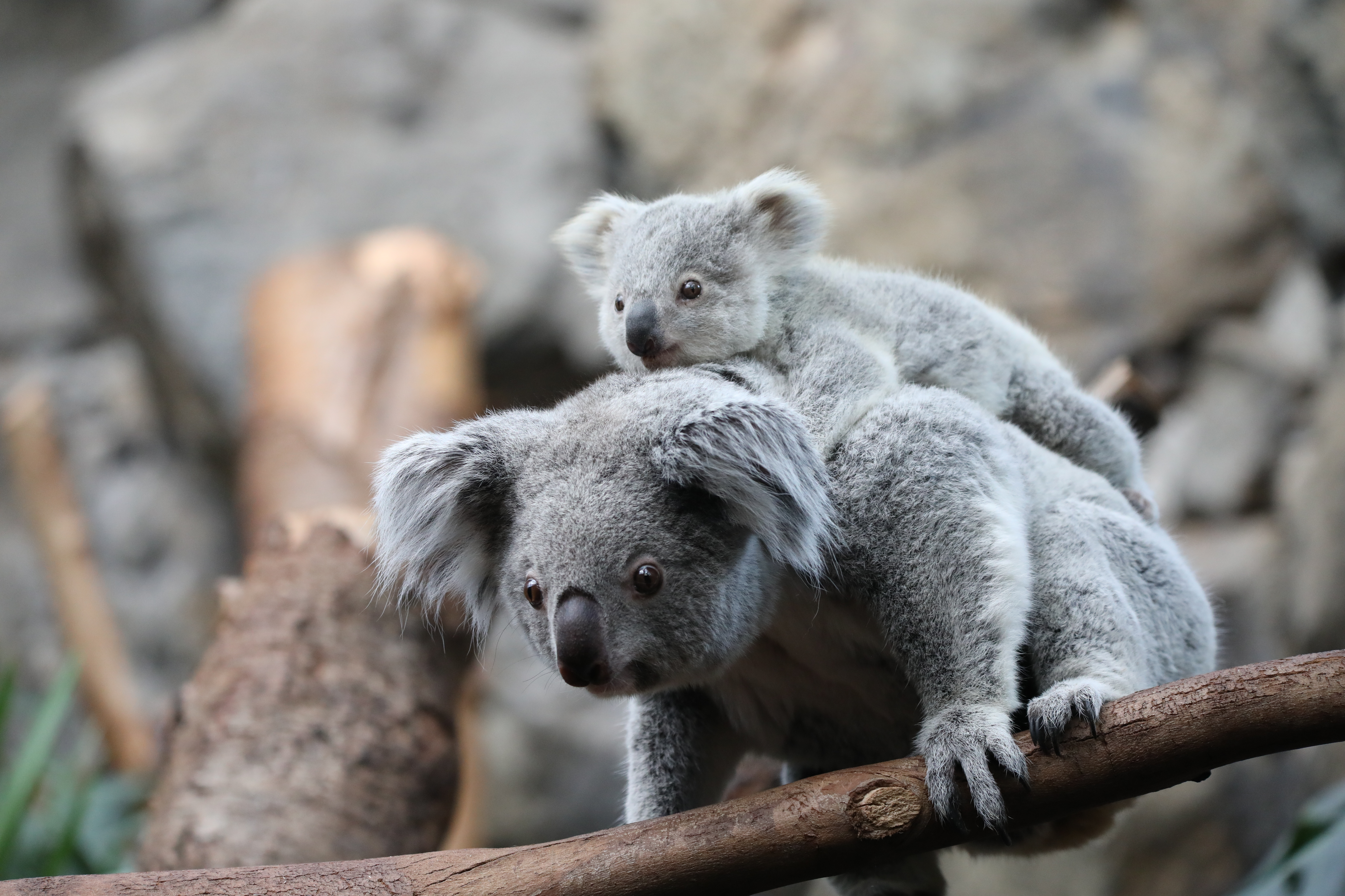 koala joey on mothers back