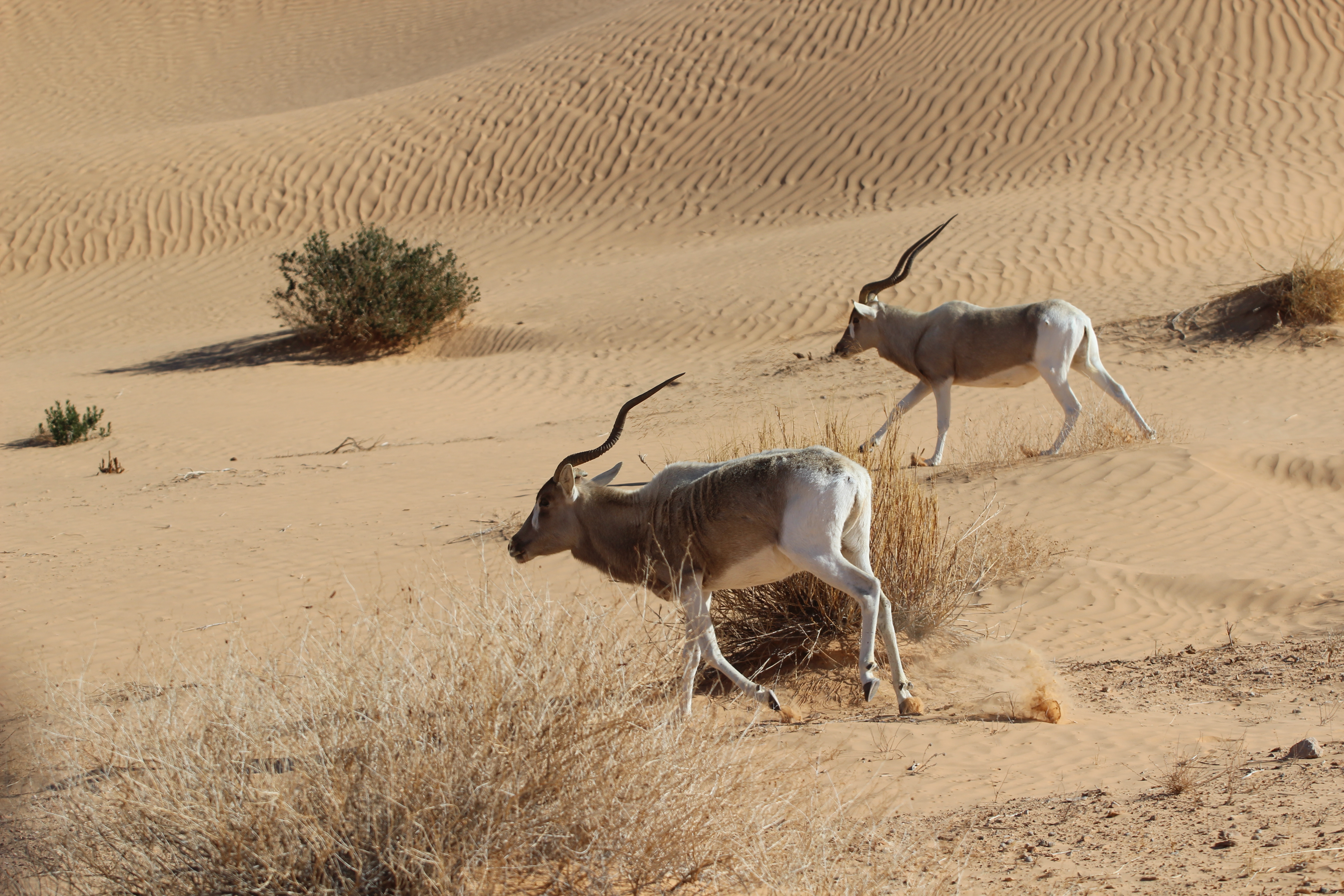Addax roaming in desert