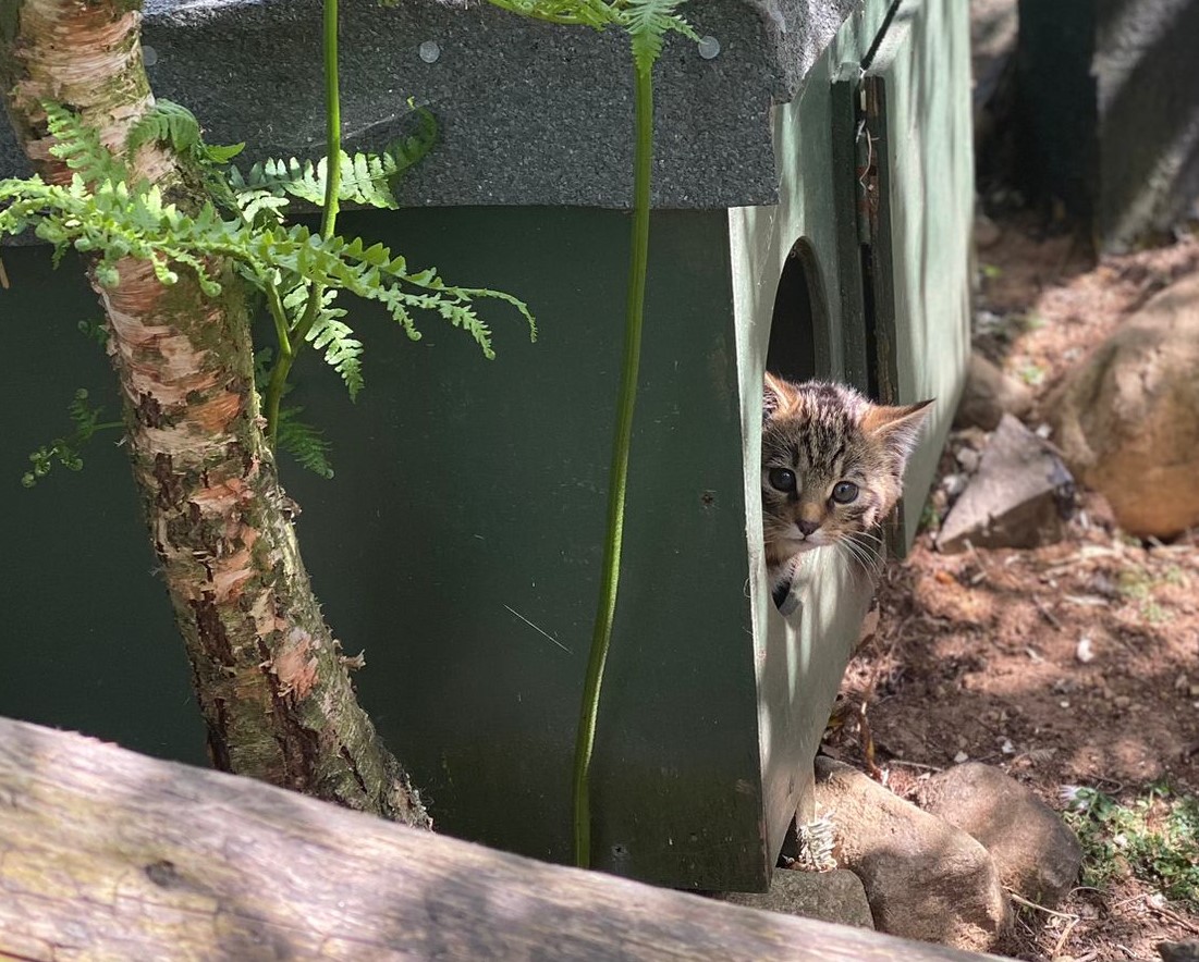 Wildcat kitten peeking out of den box