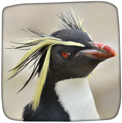 Northern Rockhopper Penguin